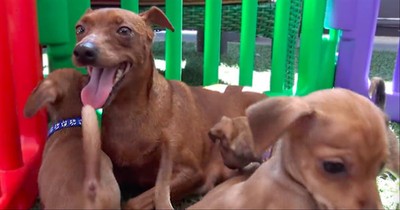Hope For Paws Rescues Pregnant Dog Living On The Streets