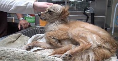 Nerve-Wrecking Rescue For Stray Dog With Broken Leg 