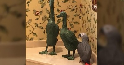 Precious Parrot Gives Duck Statue A Kiss