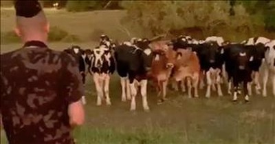 Saxophone Player Brings The Cows In With Solo Performance 