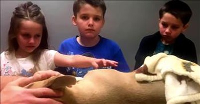 Pit Bull Gives His Life To Save Boy From A Deadly Snake 