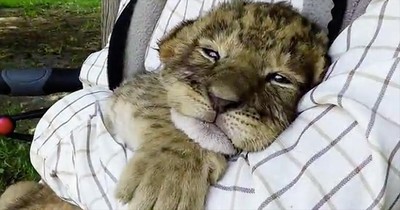 Baby Tiger Tries To Roar And It's An Adorable Fail