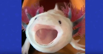 Adorable Swimming Salamander Has The Cutest Yawn