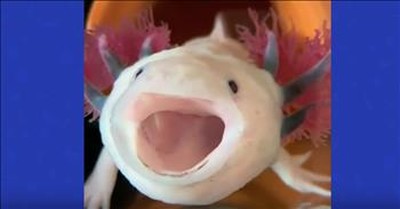 Adorable Swimming Salamander Has The Cutest Yawn 
