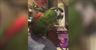 Funny Parrot Begs Owner To Play Peek-A-Boo 