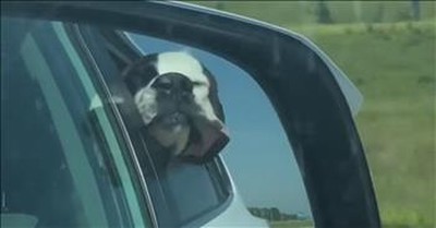 Relaxed Dog Lets His Face Flap In The Wind 
