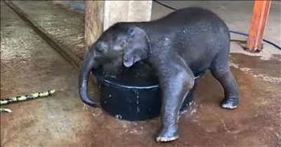 Adorable Baby Elephant Tries To Take A Bath In Small Tub 