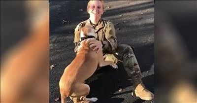 Dog Is In Disbelief When Soldier Returns Home After A Year Apart 
