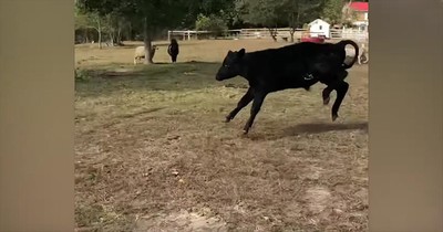 Rescued Cow Walks On Grass For The First Time