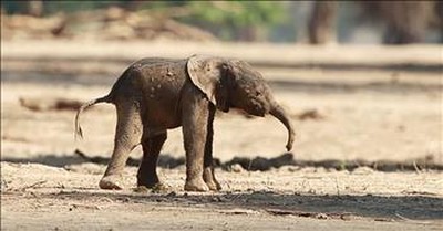 Newborn Elephant Takes Very First Steps 