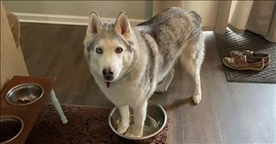 Demanding Husky 'Yells' At Owner For More Water 