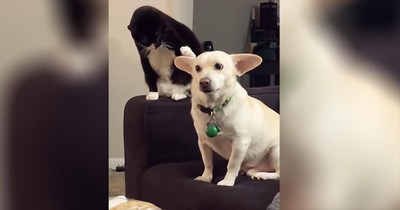 Serious Cat Takes His Time Before Deciding To Hit The Dog