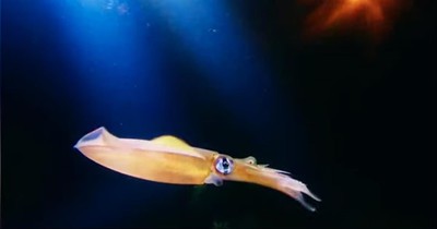 Color-Changing Squid Is Absolutely Mesmerizing