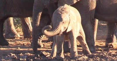 Baby Elephant Discovers His Trunk For The First Time