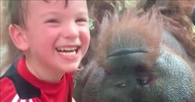 Orangutan And Child Share Kisses Through The Glass 