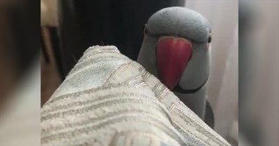 Funny Parrot Plays Peek-A-Boo With Owner