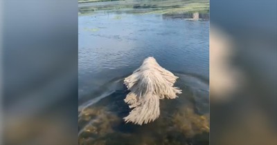 Hungarian Dog Swimming In Lake Looks Just Like A Mop
