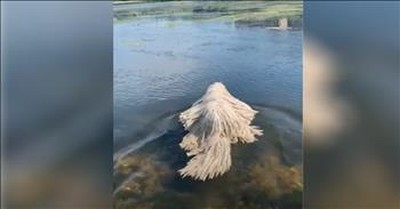 Hungarian Dog Swimming In Lake Looks Just Like A Mop 