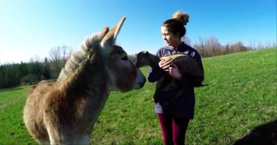 Baby Goat And Donkey Are Adorable Best Friends