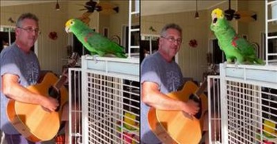 Talented Parrot Sings Along As Human Plays The Guitar 