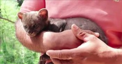 Farmer Rescues Baby 'Kitten' That Is Actually A Cougar 