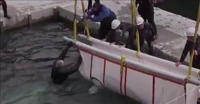 2 Beluga Whales Get Rescued And You Can See just How Much It Means To Them 