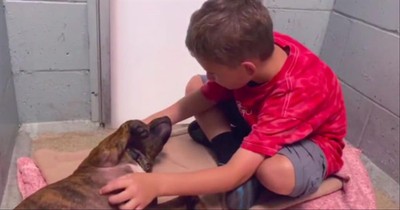 Adopted Boy Sets Out to Save Old Homeless Dogs That Nobody Wants