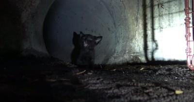 Abandoned Kitten Cries For Help While Stuck In Sewer