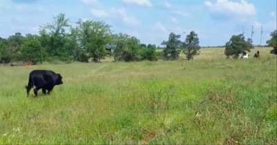 Adorable Cow Tries To Run Just Like The Horses