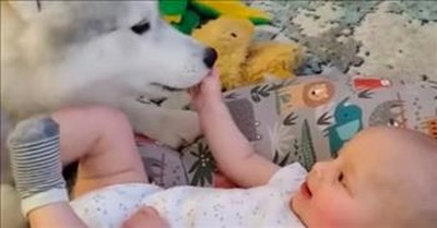 Husky And 4-Month-Old Baby Share Adorable Friendship 