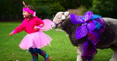 3-Year-Old And Sheep Are The Best Of Friends