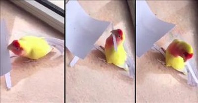 Bird Cuts Perfectly Straight Slices of Paper to Give Tail Feathers A Makeover 