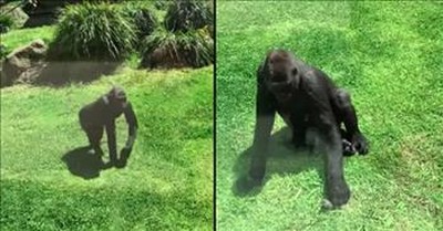 Caring Gorilla Helps Injured Bird