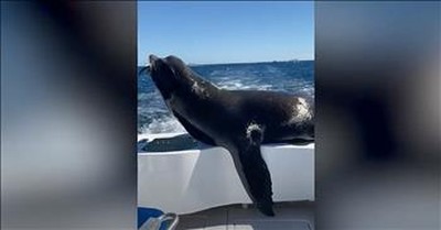 Curious Sea Lion Steals Fish From Boat 