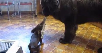 Tiny Puppy Plays Tug of War With Huge Dog and Wins 
