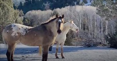 Wild Horse Runs to Reunite with His Girlfriend After 2 Years Apart 