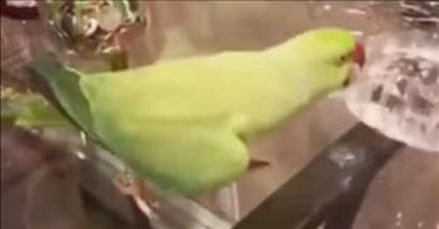 Bird Does Funny Victory Dance and Song 