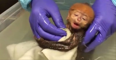 Baby Monkey Relaxes During Bathtime 