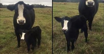 Proud Mama Cow Shows Off Her Newborn Calf 