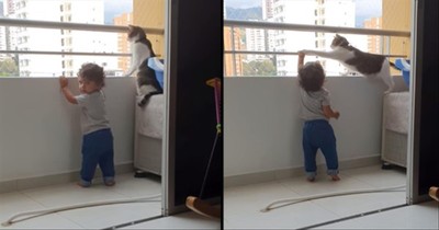 Protective Cat Keeps Watch Over Toddler Playing On Balcony