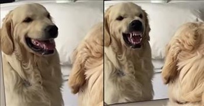 Owner Catches Dog Practicing Mean Face In The Mirror 