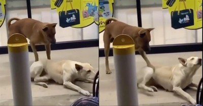 Dog Gives Back Scratches to His Doggie Friend 