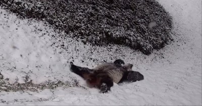 Giant Pandas Enjoy Their Snow Day At The Smithsonian Zoo 
