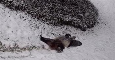 Giant Pandas Enjoy Their Snow Day At The Smithsonian Zoo  