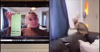 Zoom Camera Captures Kitty Stuck In Curtain During Student's Speech  