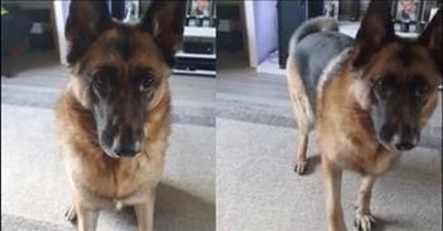 Obedient German Shepherd Follows Commands On Classic 80s Song 