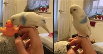 Jealous Bird Won't Allow Owner To Play With Rubber Duck 