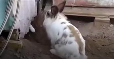 Rabbit Saves Cat from Shed When Kitten Was Trapped 