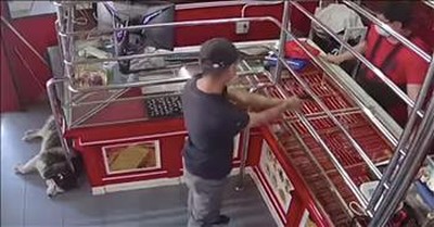 Guard Dog-In-Training Sleeps Through His First Robbery Simulation 
