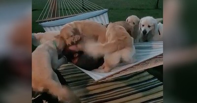 Golden Retriever Dad Hilariously Fails Trying To Relax On Hammock